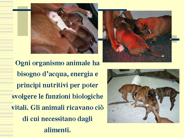 Tesi di Elena Settesoldi