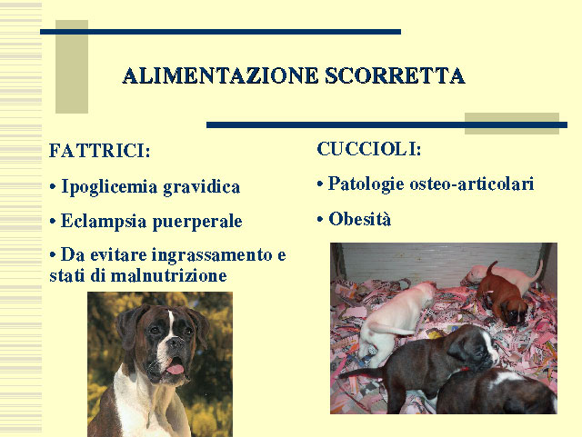 Tesi di Elena Settesoldi