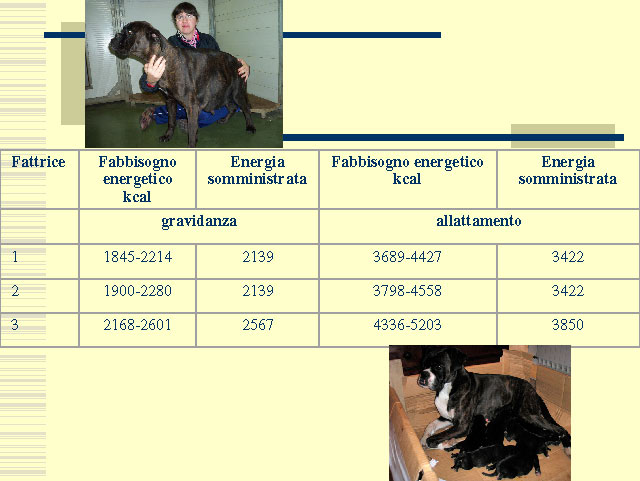 Tesi di Elena Settesoldi