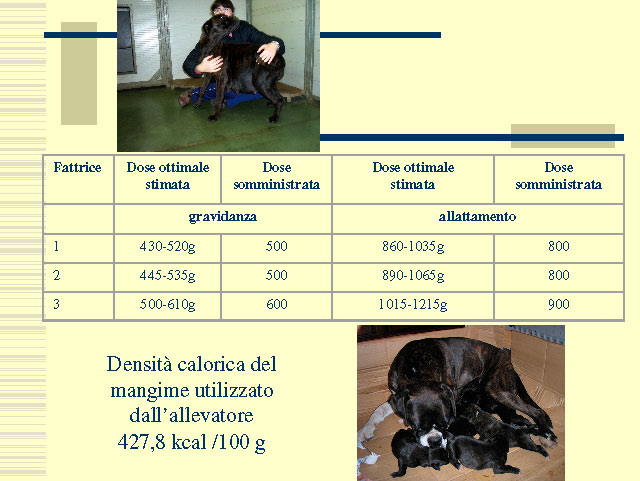 Tesi di Elena Settesoldi
