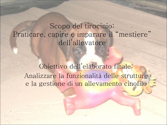 Tesi di Chiara Centozone