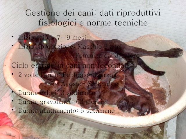 Tesi di Chiara Centozone