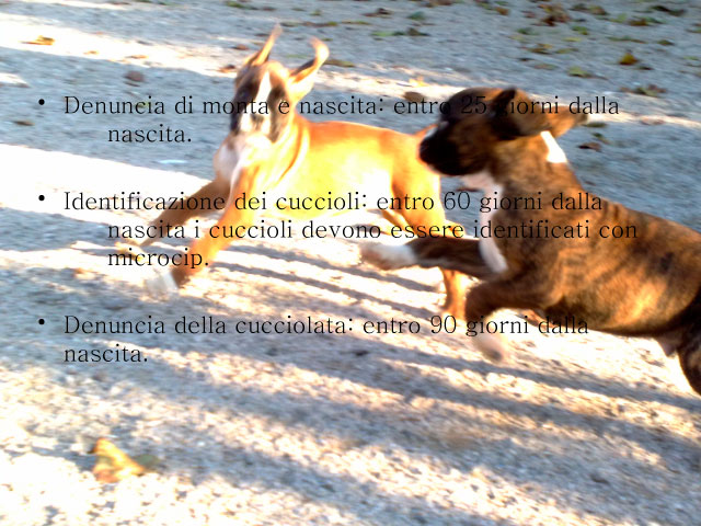 Tesi di Chiara Centozone
