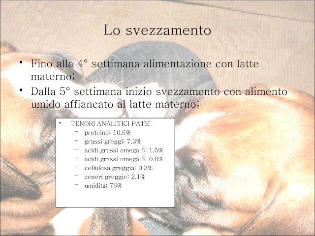 Tesi di Chiara Centozone