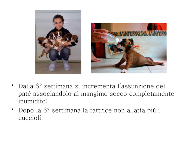 Tesi di Chiara Centozone