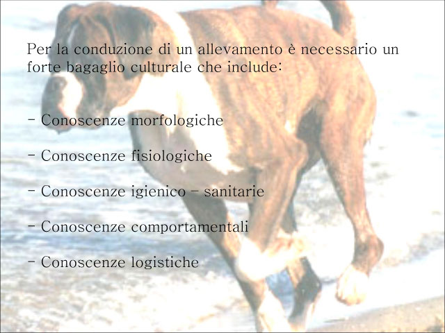 Tesi di Chiara Centozone