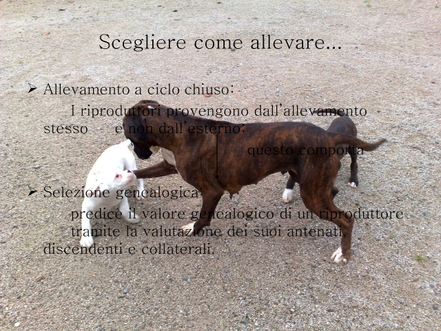 Tesi di Chiara Centozone