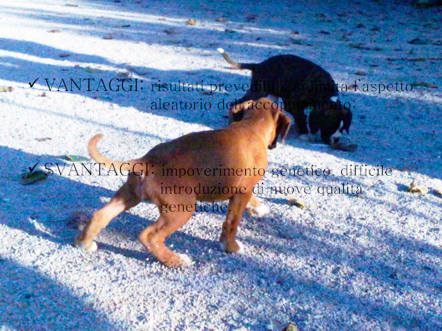 Tesi di Chiara Centozone